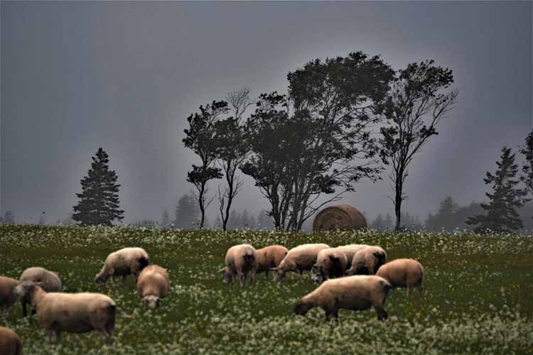 sheep in field